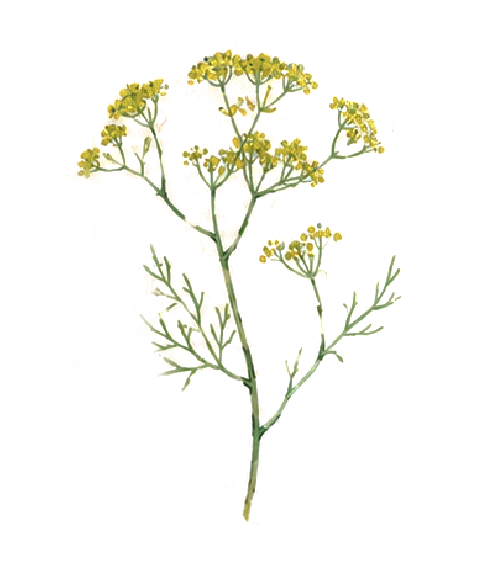 Wild fennel
